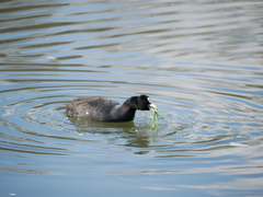Fulica atra