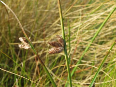 Bolboschoenus robustus