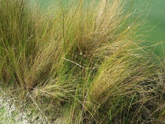 Bolboschoenus robustus