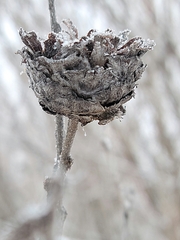 Rabdophaga strobiloides