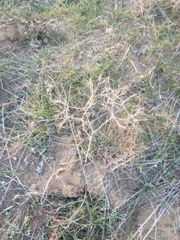 Ceratocarpus arenarius