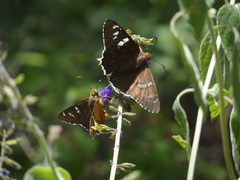 Apyrrothrix araxes arizonae