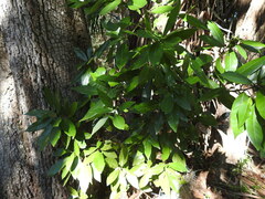 Phyllocnistis hyperpersea