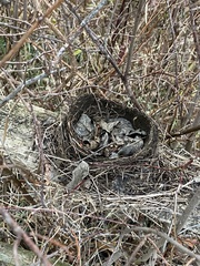 Mimus polyglottos