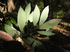 Phyllocnistis hyperpersea