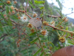 Electrostrymon guzanta