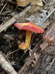 Hygrocybe punicea