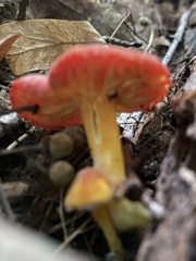 Hygrocybe punicea