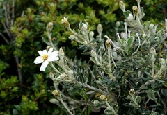 Chiliotrichum diffusum