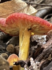 Hygrocybe punicea