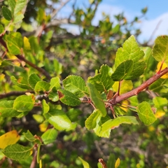 Bursera epinnata