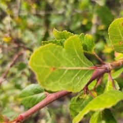 Bursera epinnata