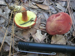 Hortiboletus campestris