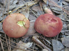 Hortiboletus campestris