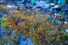 Funaria hygrometrica