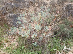 Euphorbia nicaeensis