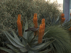 Anthochaera carunculata
