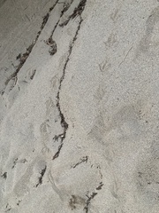 Gallirallus australis australis