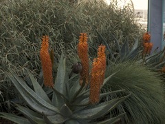 Anthochaera carunculata
