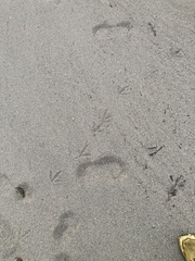 Gallirallus australis australis