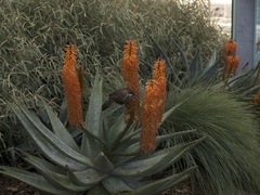 Anthochaera carunculata