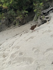 Gallirallus australis australis