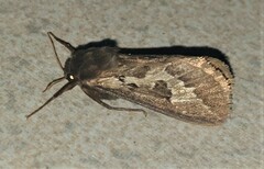 Eudalaca