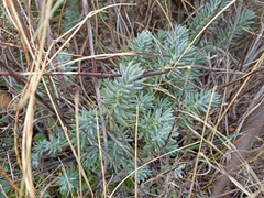 Petrosedum sediforme