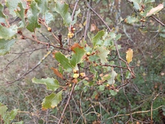 Quercus faginea