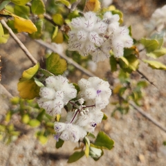 Condea laniflora