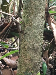 Anolis fuscoauratus