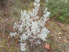Cistus atriplicifolius