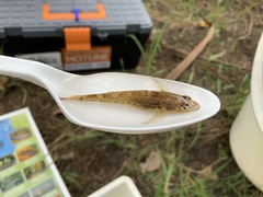 Gobiomorphus cotidianus