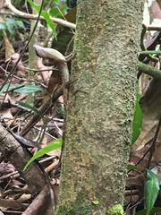 Anolis fuscoauratus