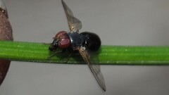 Ulidiidae