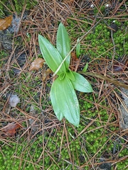 Ophrys