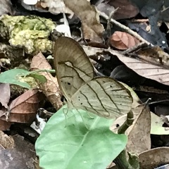 Pierella hortona