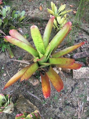Neoregelia pernambucana