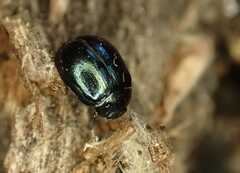 Plagiodera versicolora