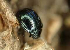 Plagiodera versicolora