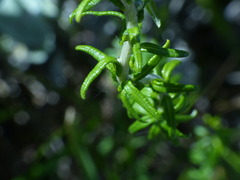 Helichrysum teretifolium