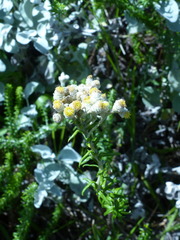 Helichrysum teretifolium