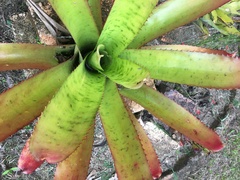 Neoregelia pernambucana, photograph B. Phalan, CC BY, iNaturalist via GBIF