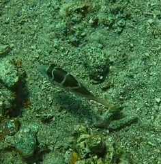 Canthigaster cyanospilota