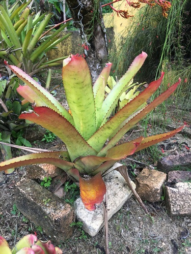 Neoregelia pernambucana, photograph 2