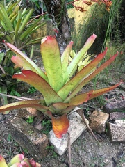 Neoregelia pernambucana, photograph B. Phalan, CC BY, iNaturalist via GBIF