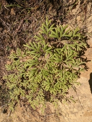 Lycopodium volubile