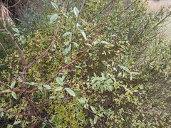 Chrysojasminum fruticans