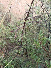 Rhamnus lycioides lycioides