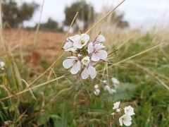 Diplotaxis erucoides
